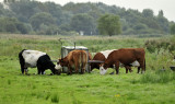 Oude melkmachine