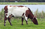 Rood baggerbont, koetje van Dirk Brouwer