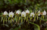 Angraecum eburneum, Madagascar,  flowers 8 cm