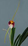 Masdevallia schroederiana;  12 cm