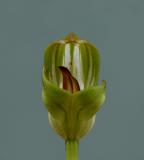 Pterostylis curta, twisted lip