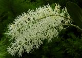 Dendrobium speciosum, Australia  75 cm