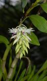 Dendrobium amethystoglossum.