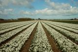 Crocus wit