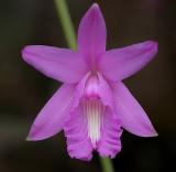 Bletia sp.   flower 4 cm