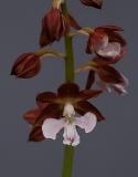 Calanthe discolor