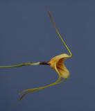 Masdevallia wubbenii