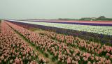 Hyacintakkers