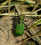 Cicindela campestris    ( groene zandloopkever )