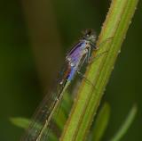 Lantaarntje violacea close ( met parasieten )