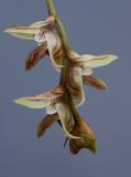 Bulbophyllum regnelii,  from brasil
