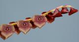 Stelis sp.  flowers 8 mm