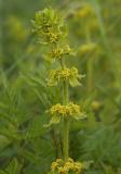 Kruisbladwalstro, Galium cruciata, langs de maas Limburg