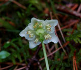 Eenbloemig wintergroen close