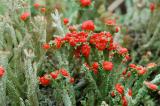 Bekermos met sporenkapsels (Heidelucifer)