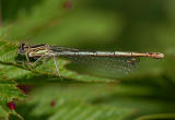 Blauwe breedscheen vrouw P. pennipes