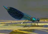 Weidebeekjuffer (Calopteryx splendens) op drijvende egelskop , man ongeveer 5 cm lang