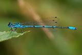 Coenagrion puella, Azuurjuffer man