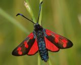 6 stippige  st.Jansvlinder, Zygaena filipendulae