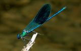 Calopteryx xanthostoma man,zuidelijke ondersoort van onze weidebeekjuffer