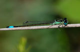 Ischnura graellsii, Iberische grasjuffer man