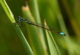 Ischnura graellsii Iberische grasjuffer man