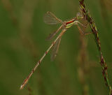 Lestes barbarus male, zwervende pantserjuffer
