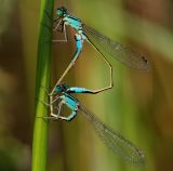lantaarntjes paringswiel, vrouwtje is vorm typica
