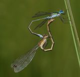 Gew. pantser paringswiel