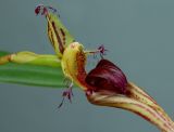 Bulbophyllum  putidum