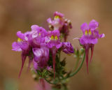 Linaria vulgaris var. purpurea  ,    vlasleeuwenbek   zeldzaam