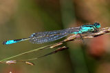 Kruising, Pumilio x Elegans
