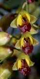 Baptistonia sp. flowers 1 cm