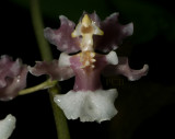 Oncidium cabagrae, pink flower 2 cm