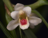 Maxillaria ponerantha, 1 cm