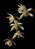 Coelogyne lactea var. flaccida, flowers  4 cm