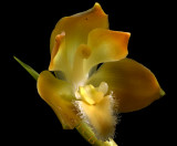 Lycaste andreetta, flower 5 cm
