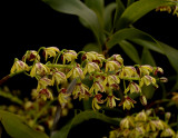 Dendrobium gracilicaule, flowers  1 cm