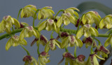 Dendrobium gracilicaule, close