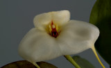 Masdevallia andreetaeana,  3 cm