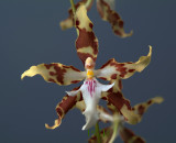 Odontoglossum/Oncidium aurarium