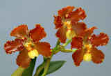 Otoglossum brevifolium, Flower  3.5 cm