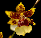 Oncidium Hybrid