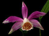 Pleione sp.