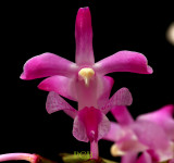 Aerides crassifolia