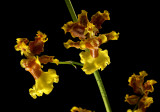 Oncidium cabagrae, 2 cm