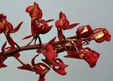 Mormodes rolfeanum, flowers 2.5 cm