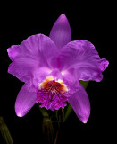 Cattleya lueddemanniana, common colour select  botanic