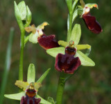 Ophrys sphegodes