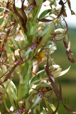 Bokkenorchis